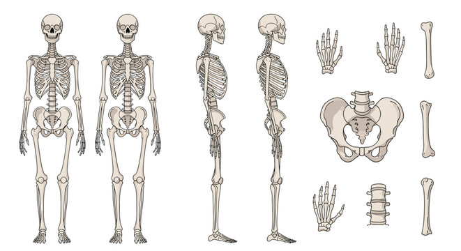 Detailed anatomical diagrams of human skeleton showing front, back, and side views along with hand, pelvic, and individual bone details.