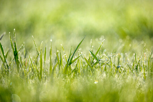 Wet summer green grass background