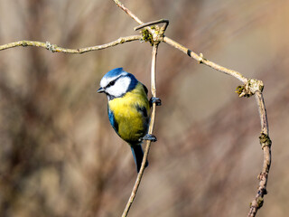 Obraz premium Blaumeise, Cyanistes caeruleus
