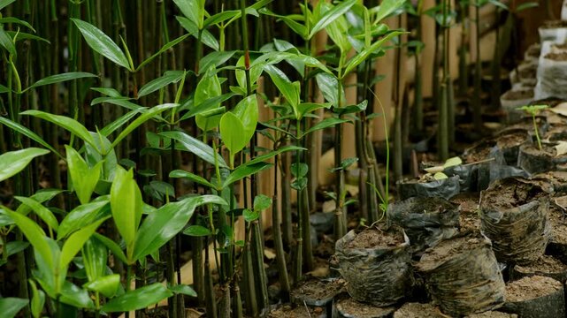 Closeup Mangrove Propagule Seedling Sprouting in polybag or grow bag for Coastal Reforestation Planting. Environmental Conservation Project. Coastal Ecosystem Restoration Issue. 