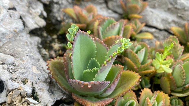 Mother of Thousands Succulent Growing Between White Rocky Texture