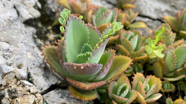 Mother of Thousands Succulent Growing Between White Rocky Texture