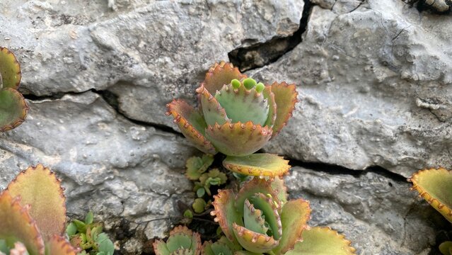 Kalanchoe Daigremontiana Plant Resilience Growing on Rough Stone Texture