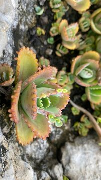 Mother of Thousands Succulent Growing Between White Rocky Texture