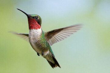 Obraz premium Ruby-throated hummingbird in flight with red gorget and green iridescent plumage