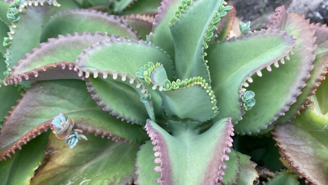 Detail of Kalanchoe Daigremontiana Plant for Natural Botany Background