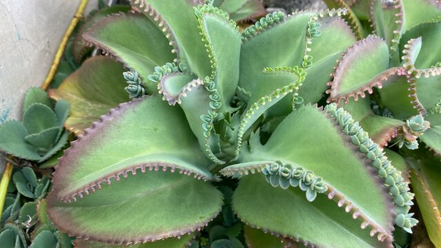 Detail of Kalanchoe Daigremontiana Plant for Natural Botany Background