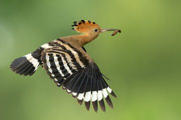Eurasian hoopoe bird in early morning light ( Upupa epops ) © Piotr Krzeslak