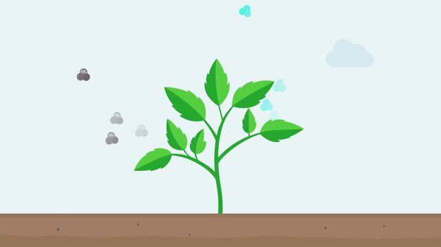 Plant photosynthesis mechanism absorbing co2 and releasing o2