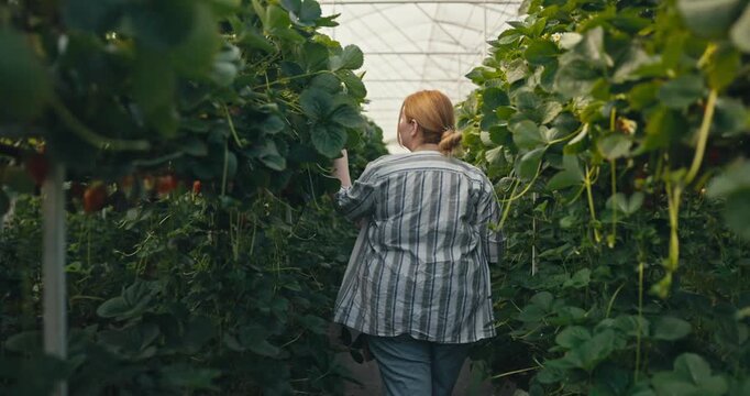 Person walks through rows of plants in a greenhouse while examining the greenery around them