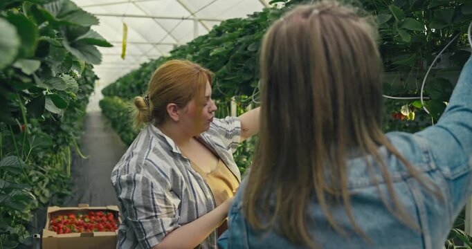 Two people are in a greenhouse picking strawberries and chatting about how to choose the best ones for eating