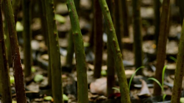Closeup Mangrove Propagule Seedling Sprouting in Polybag for Coastal Reforestation, Environmental Conservation Project, Wetland Ecosystem Restoration Issue, Tsunami Wave Barrier, and Mangrove Farming 