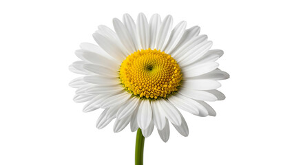 Fototapeta premium A single daisy flower with white petals and a yellow center isolated on a clean white background showing natural beauty and simplicity 