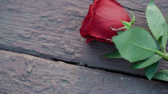 Dewy petals and textured boards evoke nostalgic romance and tranquility. An intimate tribute captured through red rose on aged wooden deck with gentle dew and natural lighting subtlety