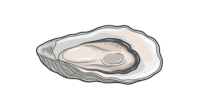 Detailed illustration of an open oyster shell showing the soft interior meat, highlighting gourmet seafood, delicacy, and ocean life.