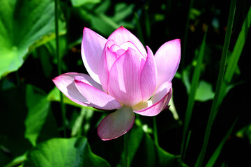 Fototapeta premium ハスの花