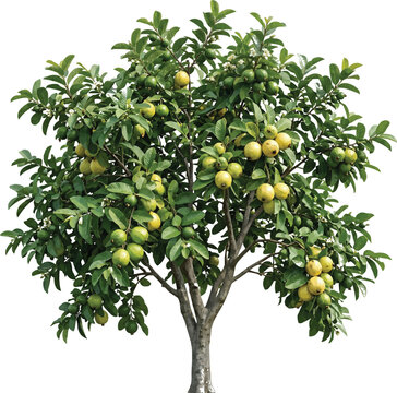 Guava Tree with Fruits
