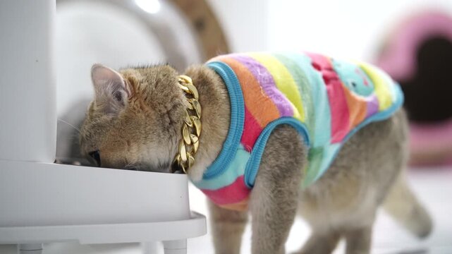 Cute playful domestic short hair cat pet wearing colorful shirt and gold chain eating from food bowl, blue eyed cat in cozy home, soft fur, standing indoors, expressing contentment and playful mood