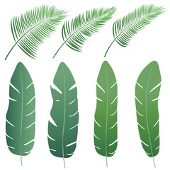 Naklejka premium Collection of various tropical palm and banana leaves