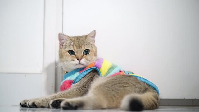 Relaxed cat with brown fur wearing colorful striped shirt, adorable feline pet animal cozy clothing, playful domestic mammal sitting and lying white floor, cute whiskered companion vibrant sweater