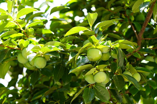 persimmon tree with fruit in the process of ripening