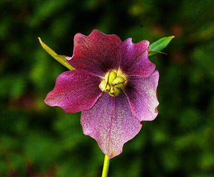 lenten rose in the garden