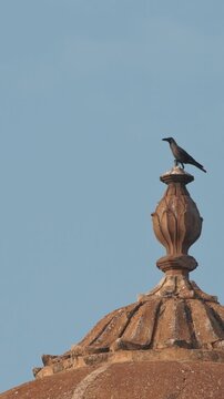 Varanasi, Uttar Pradesh, India. Crow Take Off From Tower Of Het Singh Fort,