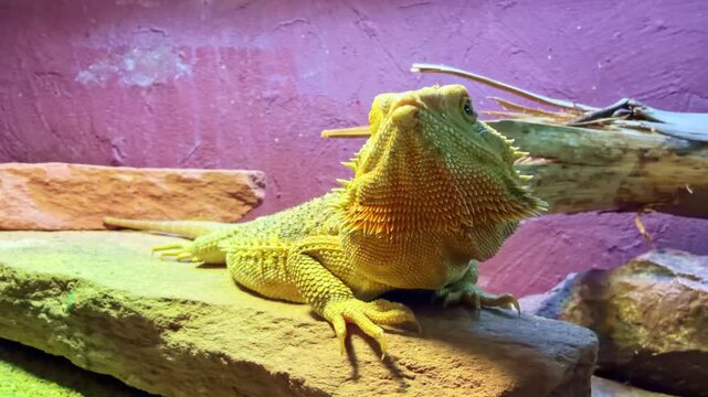 Frontal close-up of a bearded dragon showing defensive behavior by puffing its spiky beard
