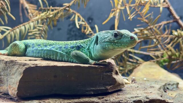 Side view of colorful green and blue ocellated lizard resting on rock. Close-up