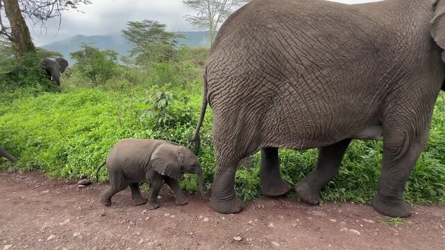 Mother elephant with her calf passing very close by in the Ngorongoro Crater. Tanzania.