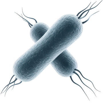 Blue bacteria cells dividing in a microscopic view