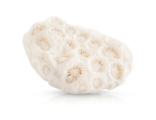 marine white coral with a texture highlighted on a transparent background. © Milena Wi