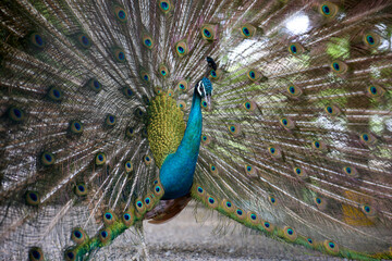 Obraz premium peacock with feathers