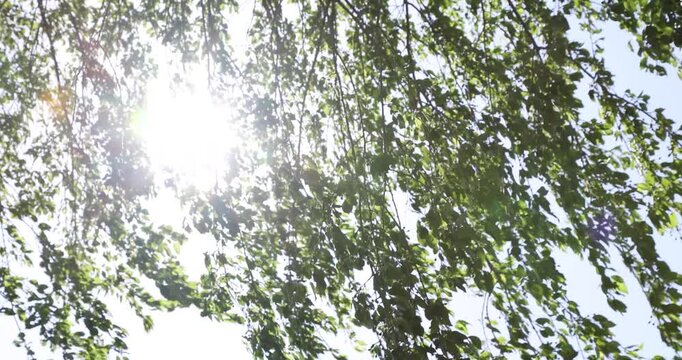 Leaves, Tree, in park, Seoul, South Korea