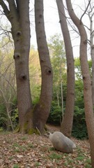Fototapeta premium A forest with tall, thick tree trunks along a walking path.