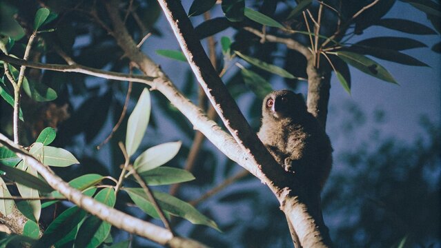 Slowmotion of A female colugo (Galeopterus variegatus) with baby gliding from treetop at night , Singapore.

