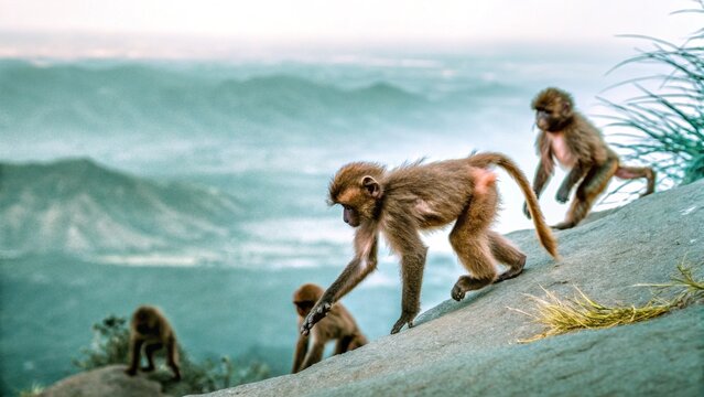 A troop of gelada baboon (Theropithecus gelada)  climbing on the cliff edge, the Semien mountains in Ethiopia. 
