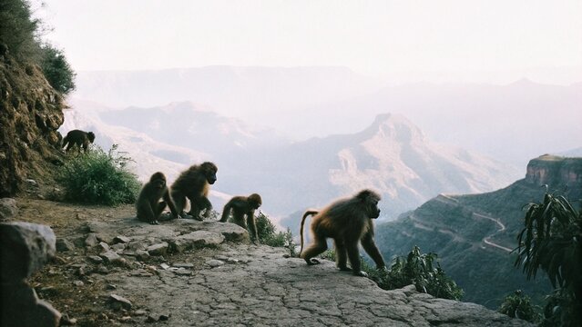 A troop of gelada baboon (Theropithecus gelada)  climbing on the cliff edge, the Semien mountains in Ethiopia. 
