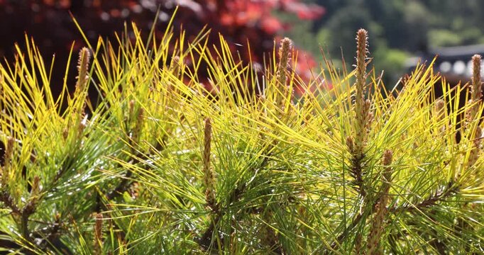 Pine tree in Korean garden