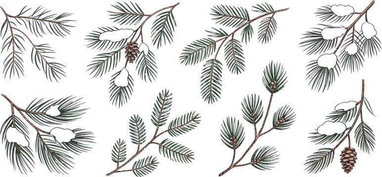 Pine branches, snow-covered pine leaves, winter foliage, frosty evergreen twigs