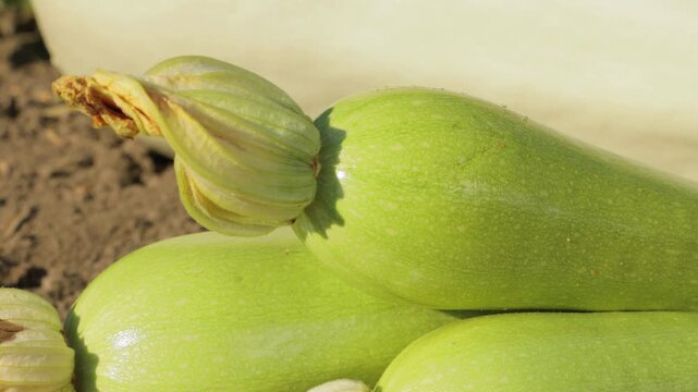 Close up of young zucchini with blossom attached, fresh green squash on soil near plants, organic farming and agriculture concept, natural vegetables and healthy food from farm