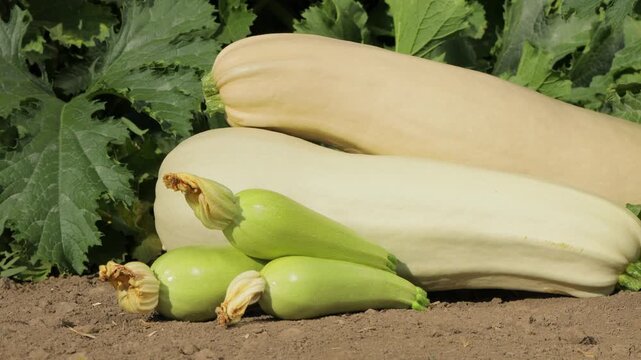 Different varieties of zucchini displayed on soil near plants, fresh green and white squash harvest in garden, organic farming and agriculture concept, natural vegetables and healthy food from farm