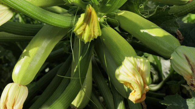 Zucchini plant with healthy fruits and blossoms, close up of green squash growing on vine in garden, organic farming and agriculture concept, natural crop development and fresh vegetables