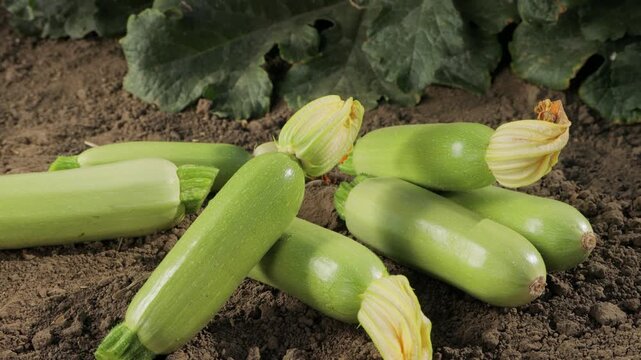 Fresh harvested zucchini placed on soil near plants, camera moving top to bottom, ripe green squash vegetables in garden, organic farming and agriculture, natural produce and healthy food concept