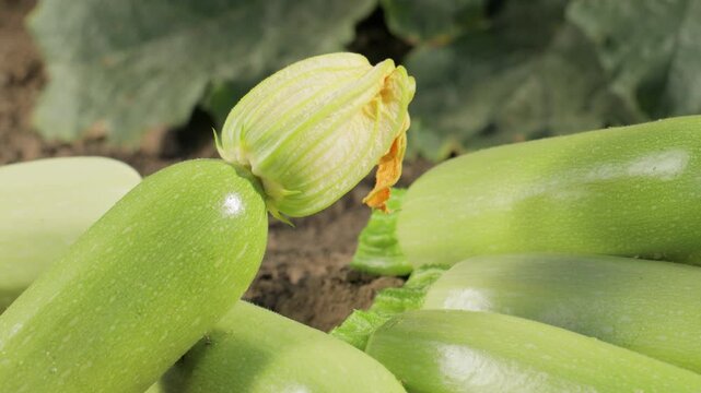 Close up of fresh zucchini with blossom on top, ripe green squash vegetables on soil in garden, organic farming and agriculture, natural produce and healthy food concept