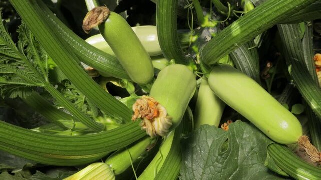 Zucchini plant with multiple healthy fruits growing on bush, close up of fresh squash in garden, organic farming and crop development, green vegetables on vine, natural agriculture and harvest concept