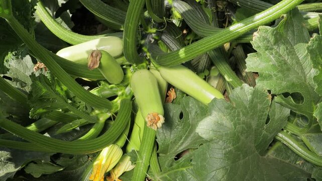 Zucchini growing on plant in garden, healthy squash fruits on vine, organic agriculture, close-up of green vegetables in natural field conditions, fresh crop development