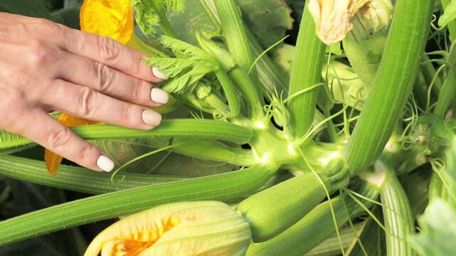 Agricultural specialist showing healthy zucchini ovaries, close up early plant growth and crop inspection in farm field