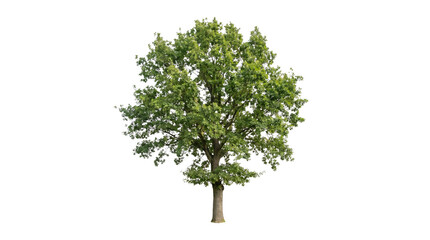 Fototapeta premium Full grown green oak tree with dense lush foliage and strong trunk for outdoor landscape garden design architectural 3D visualization and park environment isolated