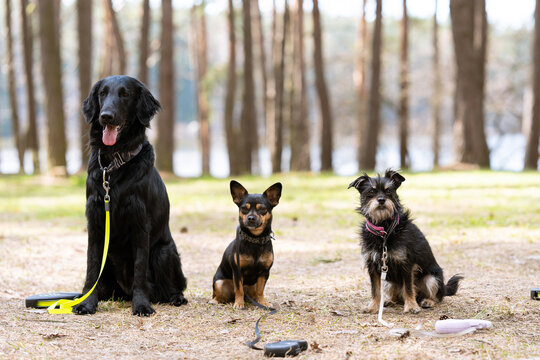 Three dogs of different breeds sitting together in a forest, black flat-coated retriever, small chihuahua, and mixed-breed terrier posing outdoors for pet portrait photography